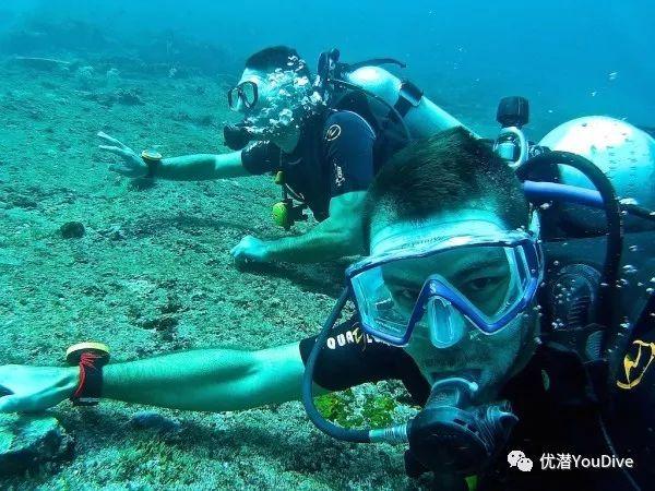 探索武汉小猫吵架太上头把自己气晕,猫猫的脾气有多大?